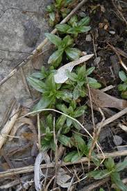 Image result for Epilobium salignum