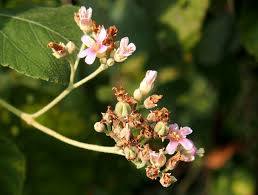 Image result for Melochia melissifolia