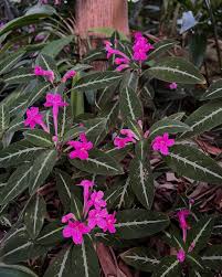 Image result for Ruellia makoyana