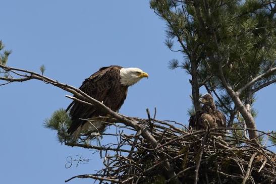 Bald Eagle Nest Disturbance in Southern Ontario, Canada