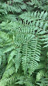 Image result for Dennstaedtiaceae