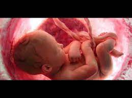 شكل الجنين في الشهر الثامن ووزنه youtube