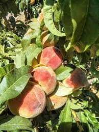 Other trees for sale are rare and are difficult to find. Fruit Trees For El Paso