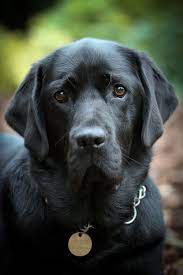 day 363 my girl black labrador retriever labrador retriever chocolate labrador retriever