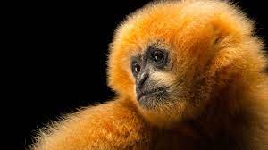 These 50 Animals Are In Peril Here S How You Can Help
