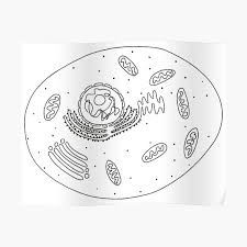 We did not find results for: Animal Cell Posters Redbubble