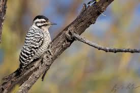 Check spelling or type a new query. Ladder Backed Woodpecker The National Woodpecker Of Texas Taylor County Big Year 2019