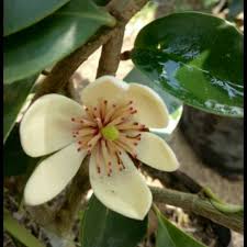 People interested in bunga cempaka also searched for. Bunga Cempaka Mulya Shopee Indonesia