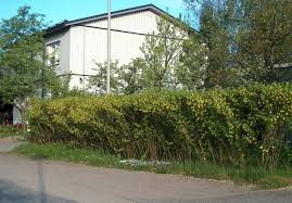 Tetapi saat ini, merancang rumah rumah sederhana yang murah itu pun kesulitan. Pagar Hidup 105 Gambar Tumbuh Dan Membentuk Rupa Yang Bergaya