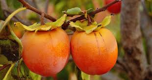 Kaki Exotischer Fruchtgenuss Kaki Pflanzen Gartenmarker Obst