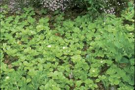 Not interested in large expanses of green normally associated with the typical ground cover? 10 Ground Covers For Shade Finegardening