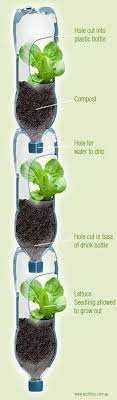 10 Fruits And Vegetables That Grow Fast Plastic Bottle Garden Plants Bottle Garden