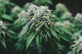 Kita tidak boleh asingkan kesan buruk ganja sekalipun jika sekadar ingin menyatakan kebaikkannya. Fakta Menarik Mengenai Ganja Ceriasihat