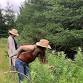 Walking the Foragers Apothecary - A Guided Plant Walk