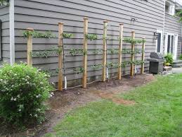 Department of agriculture hardiness zones 7 to 9_)_ stand 379 feet tall, while a mature 'tamukeyama' japanese maple (acer palmatum var. Espalier Fruit Tree Structure American Traditional Garden New York By Land Design Inc Houzz