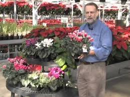 Growing cyclamen as house plants. Caring For Cyclamen Youtube
