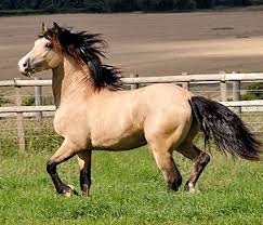 Pin On Equus 1 0
