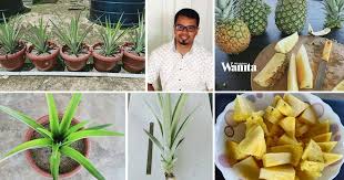 Perbedaan nanas muda dan nanas tua dalam menggugurkan kandungan. Sebelum Tanam Nanas Md2 Dalam Pasu Buang Semua Akar Hasilnya Buah Manis Leting Mingguan Wanita