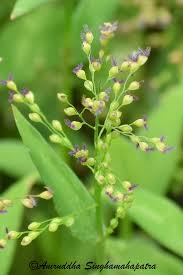 Image result for Isachne