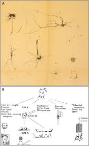 Mar 21, 2021 · stresam posologie : Mapping Molecular Datasets Back To The Brain Regions They Are Extracted From Remembering The Native Countries Of Hypothalamic Expatriates And Refugees Biorxiv