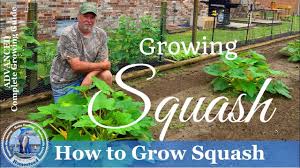 Typical row spacings vary from 3 to 10 feet apart. How To Grow Squash Yellow Crookneck Squash And Zucchini Squash Youtube
