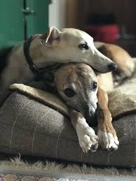 Pin By Sharon Bradley On Pets Whippet Dog Whippet Puppies Dogs