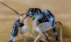 These spiders catch their prey by jumping on them. What To Feed Jumping Spiders Tips And Advise Spooder Nest