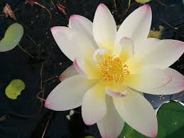 Image result for Lotus