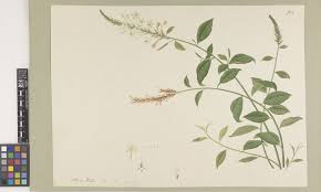 Image result for Plumbago ituriensis