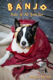 I Love This Photo Of My Own Rescue Dog Banjo Dressed As A Canine Emperor He Was Being So Naughty During The Shoot I Humane Society Pooch Animal Photography