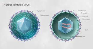 Herpes is separated into two types: Core Concepts Herpes Simplex Virus Genital Pathogen Based Diseases National Std Curriculum
