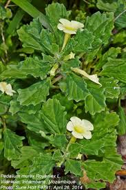 Image result for Pedalium