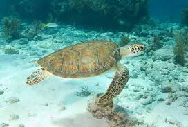 The hawksbill's appearance is similar to that of other marine turtles. All About Sea Turtles Longevity Causes Of Death Seaworld Parks Entertainment