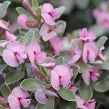 Image result for Podalyria