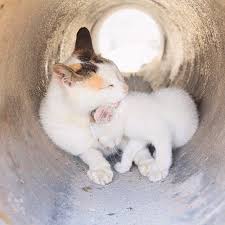 epingle sur chats trop craquants