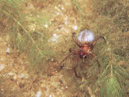 Found alone but sometimes in groups. Diving Bell Spider Thomas Koper Flickr