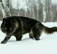 Pin By Hatem Elhabashy On Animals Wolf Dog Animals Beautiful Black Wolf