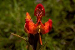 Image result for Disa ochrostachya