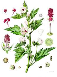 Shop organic marshmallow root at mountain rose herbs. Althaea Officinalis Wikipedia