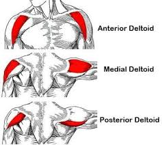 Shoulder Anatomy 6 Exercises For Shoulder Size And Strength Myprotein