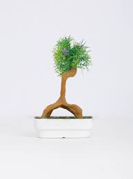 Bonsai Tree Price In Bangladesh With Fastest Delivery Oikko Com Bd