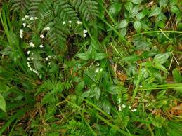 Image result for Adenostemma mauritianum