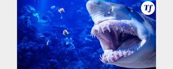 Attaque De Requin A La Reunion Terrafemina