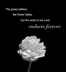See how the lilies and wildflowers of the think about how the flowers of the field grow; Best 42 Black And White Background With Bible Scripture On Hipwallpaper Nativity Bible Verse Wallpaper Inspiring Bible Verses Wallpaper And Bible Wallpaper Shabby Chic