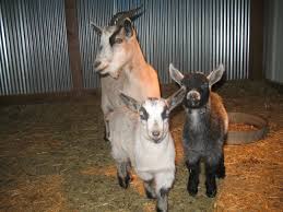 Instant baby formula goat milk powder full cream milk powder sheep milk powder prices. Baby Animal Formula Instructables