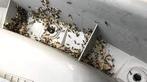The heat from the engine will kill most of the ants in the engine compartment. Have Ants In Your Car Here S How To Get Rid Of And Keep Them Away