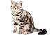 Chartreux