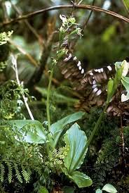 Image result for Liparis