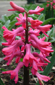 Image result for Hyacinthaceae