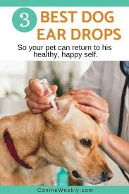 Best Dog Ear Drops Read Here To Learn The Best Available Options To Ease Ear Infection In Your In 2020 Dog Ear Infection Treatment Dog Ear Cleaner Ear Drops For Dogs